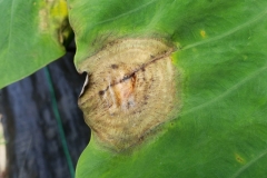 taro-colocasia-esculenta-leaf-blight_43557501011_o