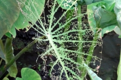 taro-colocasia-esculenta-skeletonized-leaf-windowing_41236856870_o