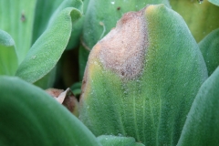 water-lettuce-pistia-stratiotes-bacterial-leaf-blight_29786692268_o