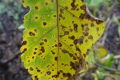 eggplant-cercospora-leaf-spot_20601641923_o