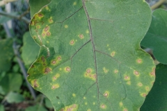 eggplant-cercospora-leaf-spot_20913628099_o