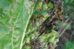 swiss-chard-cercospora-leaf-spot_20913641539_o