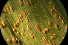 corn-zea-mays-southern-rust-pathogen-puccinia-polysora_37327336462_o