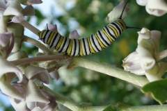 monarch-butterfly-danaus-plexippus_36788463663_o