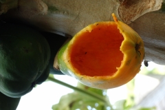 papaya-carica-papaya-birds-and-rats-feeding-injuries-to-fruit_24510024767_o