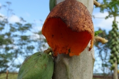 papaya-carica-papaya-birds-feeding-injury-to-fruit_39219749321_o