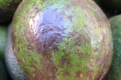 anthracnose-of-avocado-persea-americana_15751475075_o