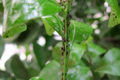 aphids-on-mandarin-orange_15542910539_o