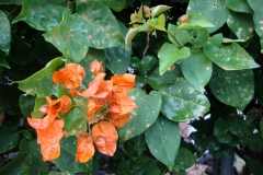 bougainvillea-leaf-spot_15775176617_o