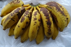 brown-corky-scab-of-banana-fruits_15730462866_o