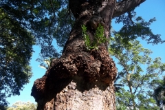 burl-or-gall-on-tree-trunk_15700490480_o