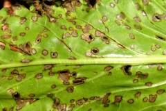 cercospora-leaf-spot-of-swiss-chard_15805476378_o