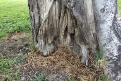 charcoal-injury-to-tree-stems_15391777804_o