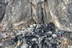 charcoal-injury-to-tree-stems_15828012259_o