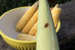 corn-earworm-helicoverpa-zea_15355101184_o
