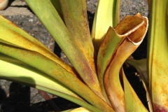 crinum-giant-purple-spider-lilies-spider-mites-feeding-injury_15590280590_o