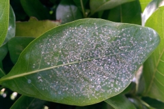 gardenia-whitefly-infestation_15976588822_o