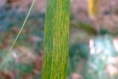 kweilingia-rust-of-bamboo-bambusa-sp_16012060295_o