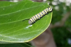 larva-of-monarch-butterfly-danaus-plexippus-feeding-on-crown-flower-calotropis-gigantea_15642394139_o