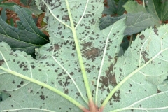 leaf-spot-of-okra-caused-by-pseudocercospora-abelmoschi_15490043518_o