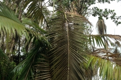 lightning-injury-to-royal-palms-roystonea-sp-in-hawaii_15696787296_o
