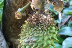 mealybugs-and-ants-on-a-tropical-fruit-annona-muricata_15267364973_o