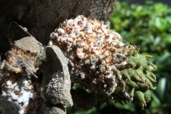 mealybugs-and-ants-on-a-tropical-fruit-annona-muricata_15761473798_o