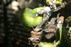 mealybugs-on-a-tropical-fruit-annona-muricata_15606191928_o