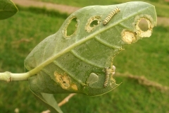 monarch-butterfly-danaus-plexippus-larvae-feeding-on-crown-flower-calotropis-gigantea_15789874848_o