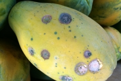 papaya-carica-papaya-anthracnose_15674891368_o