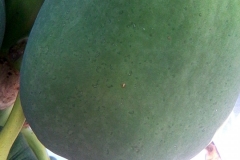 papaya-ringspot_15523856480_o