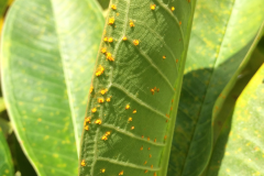 plumeria-rust-caused-by-coleosporium-plumeriae_15148768384_o