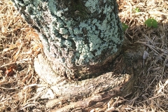 root-choking-a-tree-stem_15708014519_o