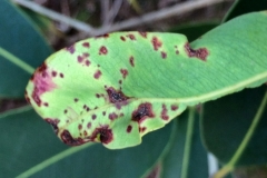 rust-caused-by-puccinia-psidii-in-a-hawaiian-forest_15400577743_o