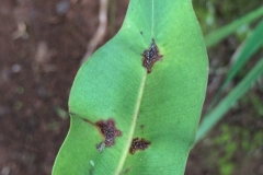 rust-caused-by-puccinia-psidii-in-a-hawaiian-forest_15832785058_o