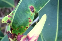 rust-caused-by-puccinia-psidii-in-a-hawaiian-forest_16020201995_o