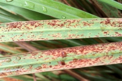 rust-of-west-indian-lemongrass-cymbopogon-citratus-caused-by-puccinia-nakanishikii-dietel_15754296028_o
