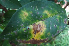 scale-insects-on-citrus-leaves_15745799800_o