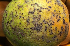 scale-insects-on-locally-grown-orange_15803404871_o