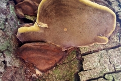 shelf-fungus-on-a-tree-stem_15812998749_o