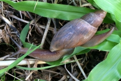 snail-traversing-a-blade-of-grass_15063822444_o