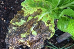 swiss-chard-cercospora-leaf-spot-caused-by-cercospora-beticola_15184993333_o