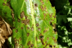swiss-chard-cercospora-leaf-spot_15605008605_o