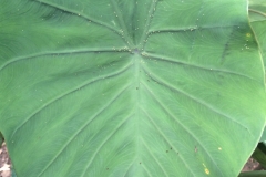 taro-colocasia-esculenta-aphids_15833453420_o