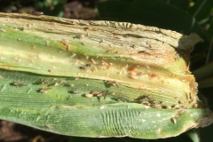 the-corn-leafhopper-peregrinus-maidis_15814148751_o