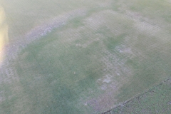 type-i-fairy-ring-in-golf-course-putting-surface_15618705462_o