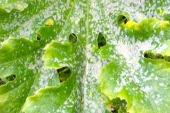 zucchini-powdery-mildew_15861812036_o