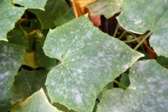 cucurbit-powdery-mildew_16272854017_o