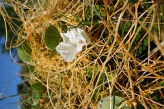 cuscuta-sandwichensis-kaunaoa-infesting-beach-morning-glory-ipomoea-pes-caprae-subsp-brasiliensis_16355396510_o