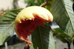 guava-bird-feeding-injury-to-fruit_16430791892_o